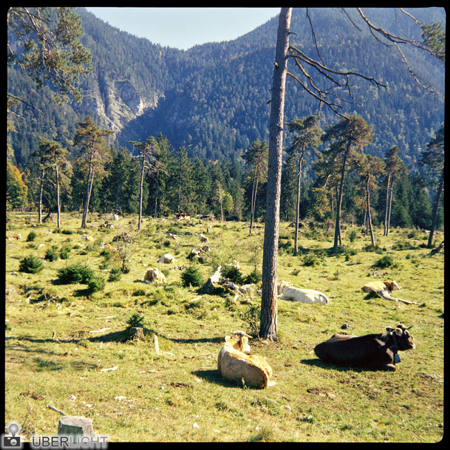 Agfa Click II roll film camera, slide film, cows in Bavaria