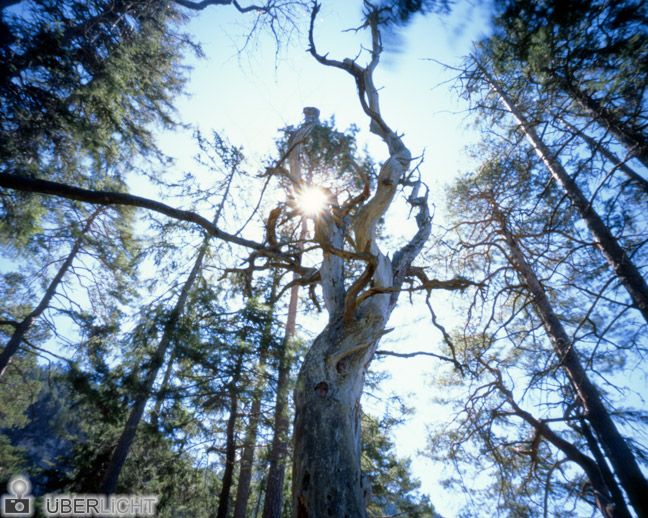 Ilford Harman Titan Pinhole Camera 4x5 Tree Sun Colour Sheet Film